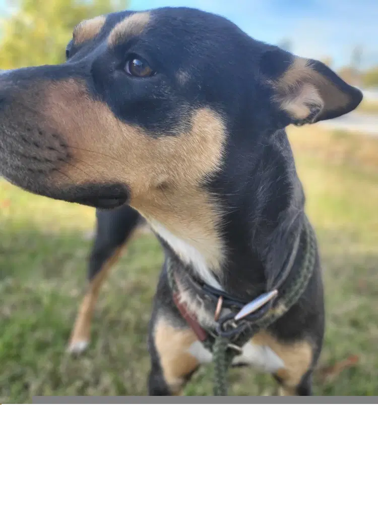 Lola Aka Cheeto image 2