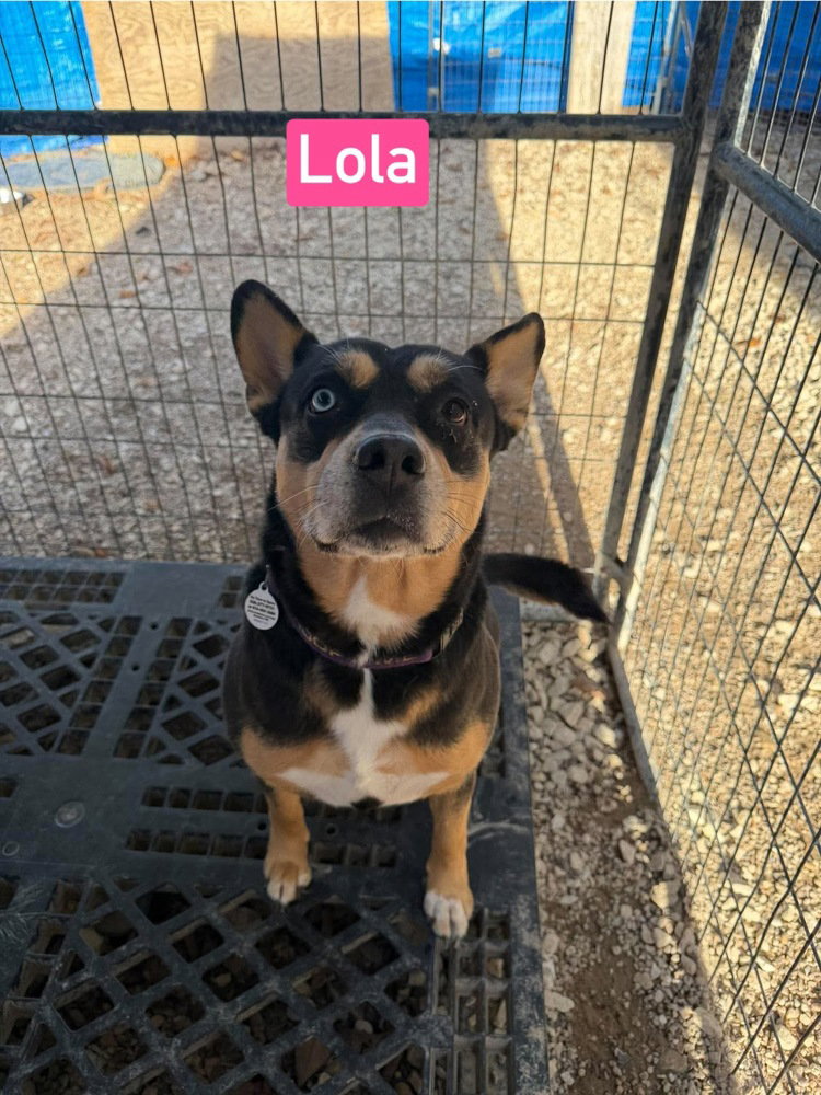 Lola aka cheeto
