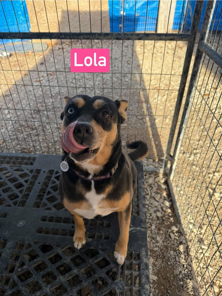 Lola aka cheeto, photo 3