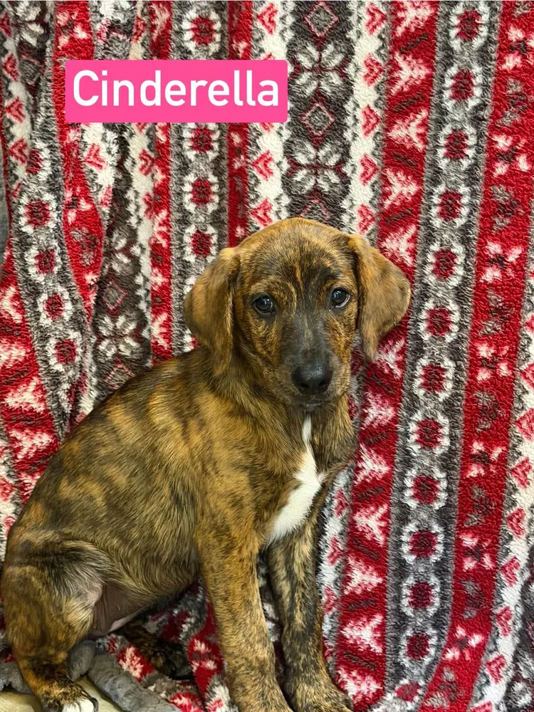 Cinderella image 1