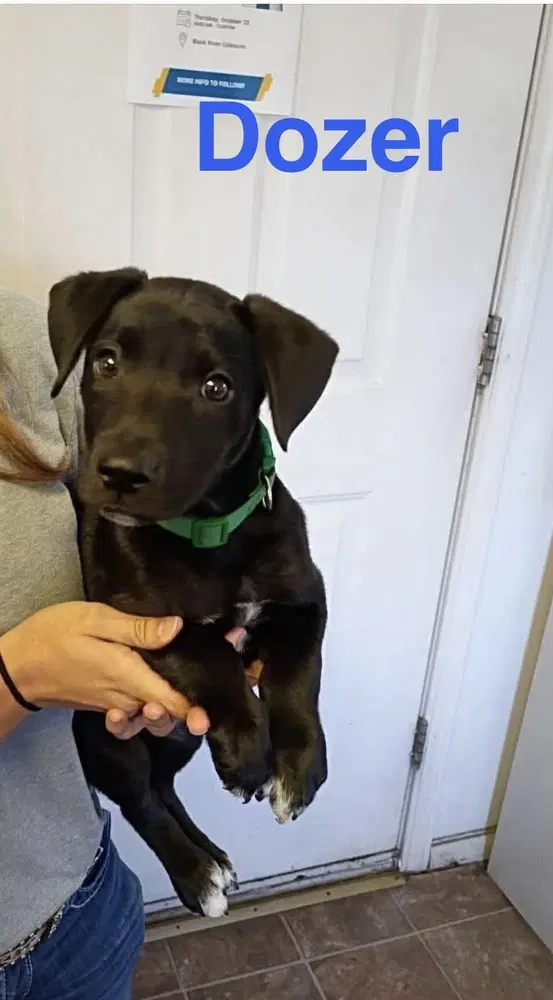 Dozer - Labrador Retriever