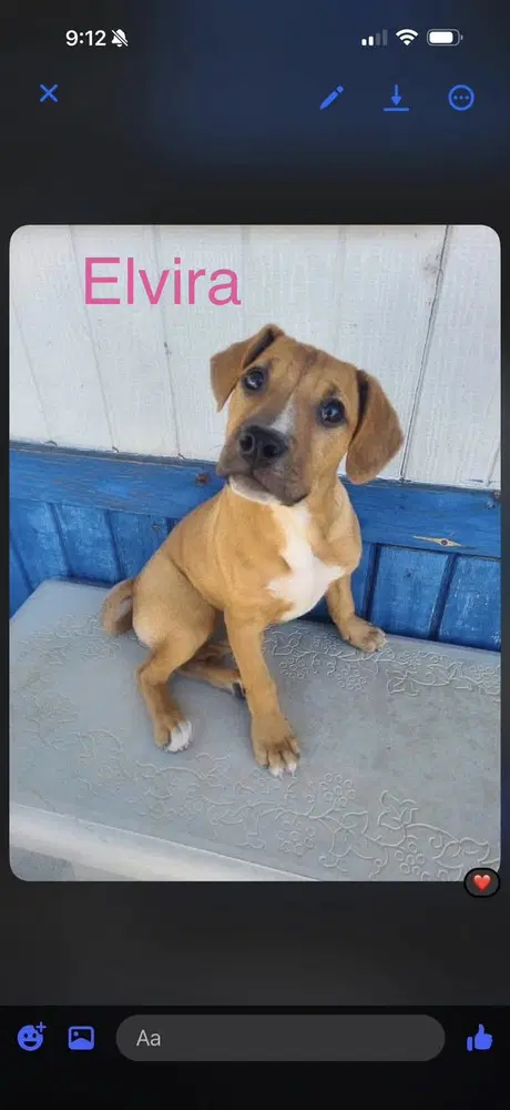 Elvira - Labrador Retriever