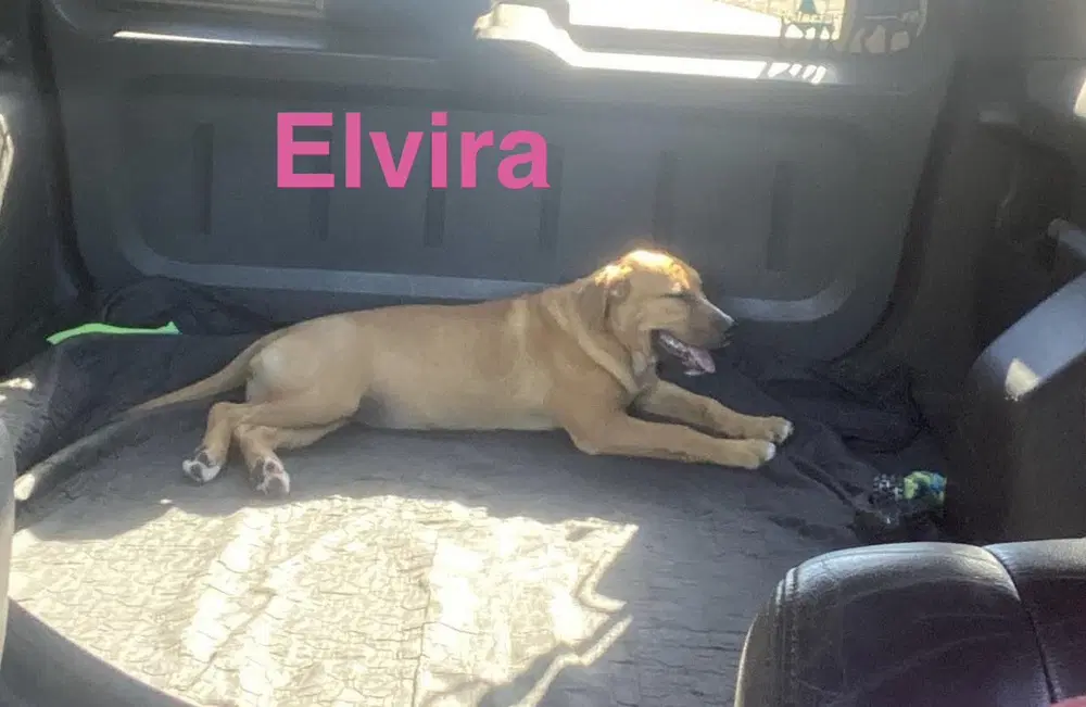 Elvira image 2