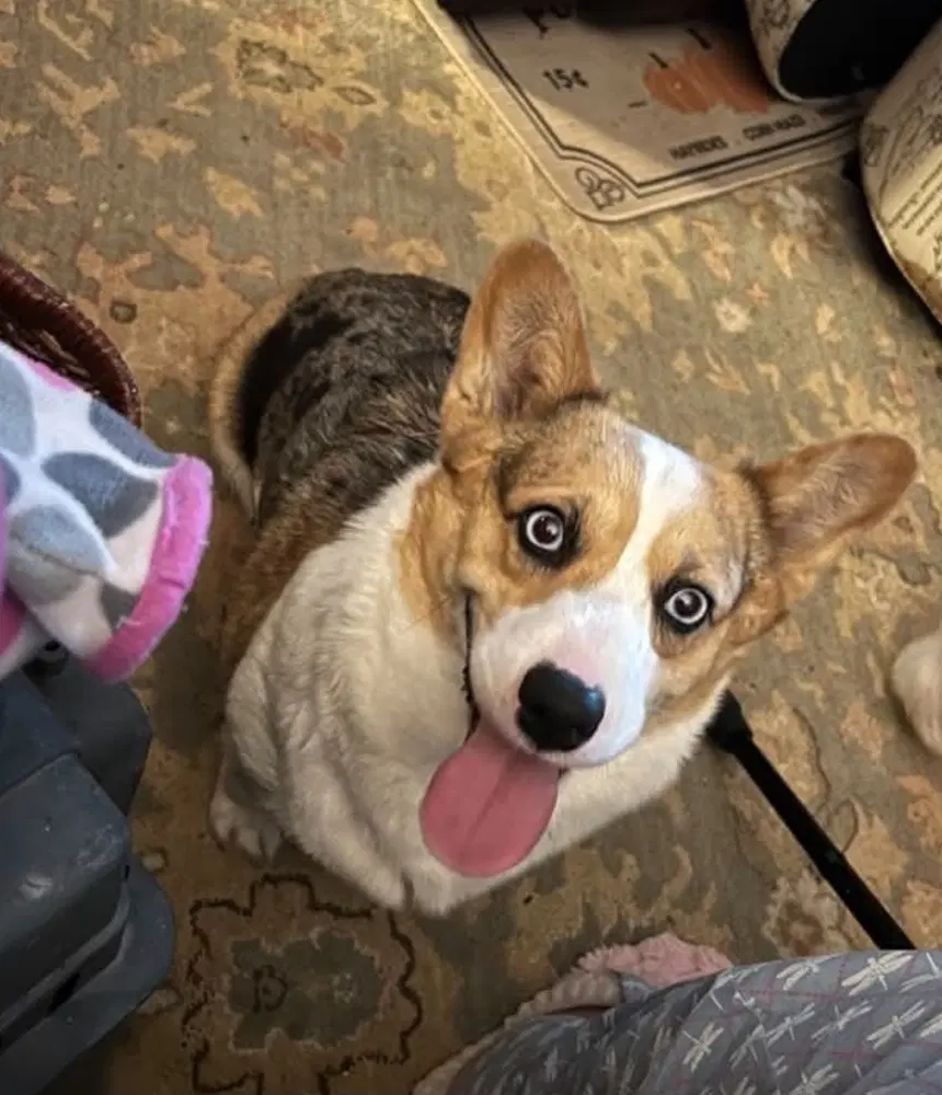 Bluejeans - Corgi