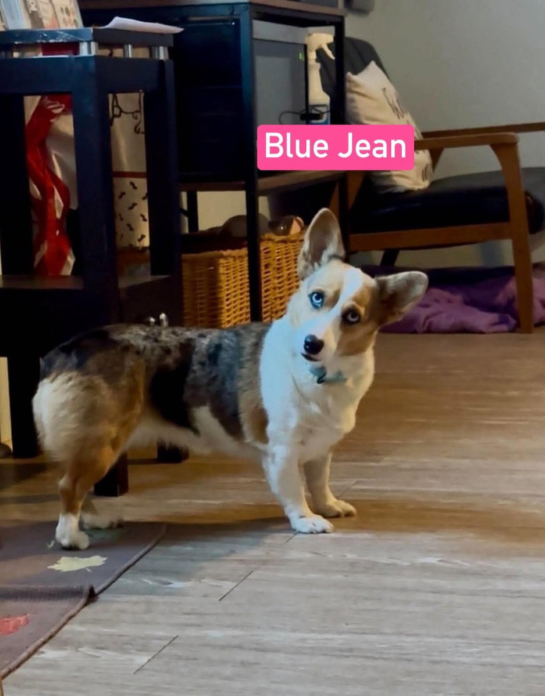 BlueJeans, photo 2