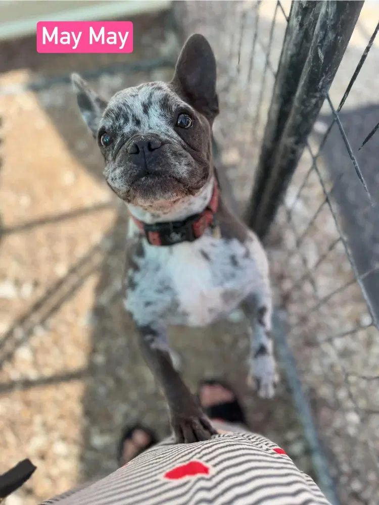 May May Aka Ellie Mae - French Bulldog