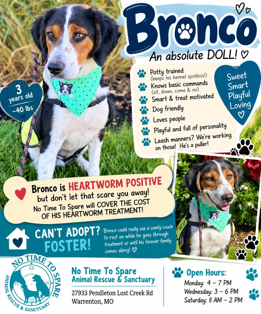 Bronco - Collie