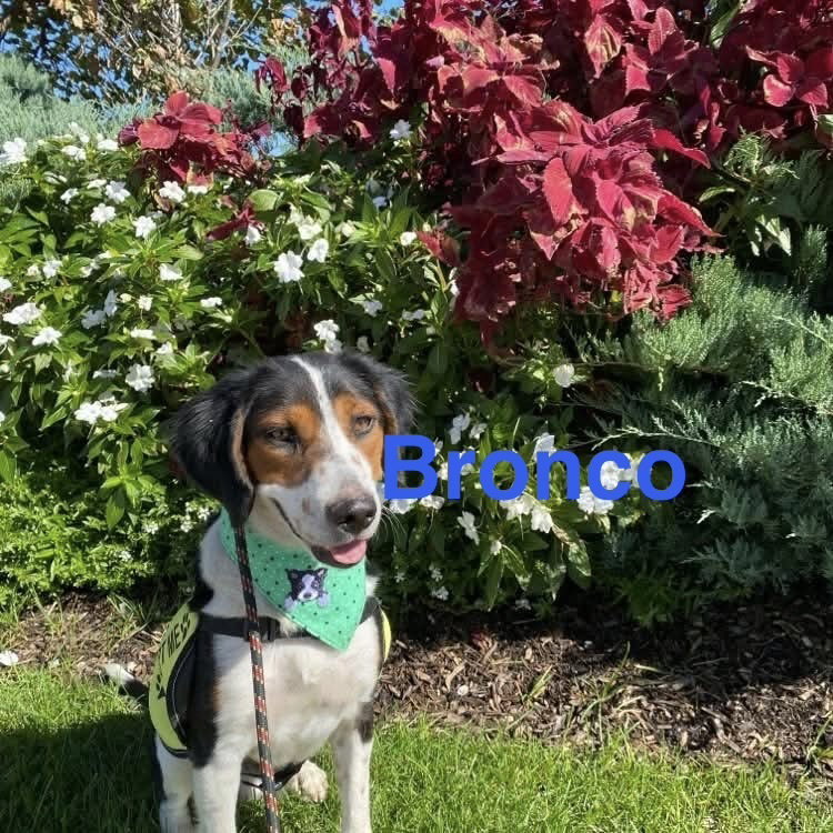 Bronco, photo 2