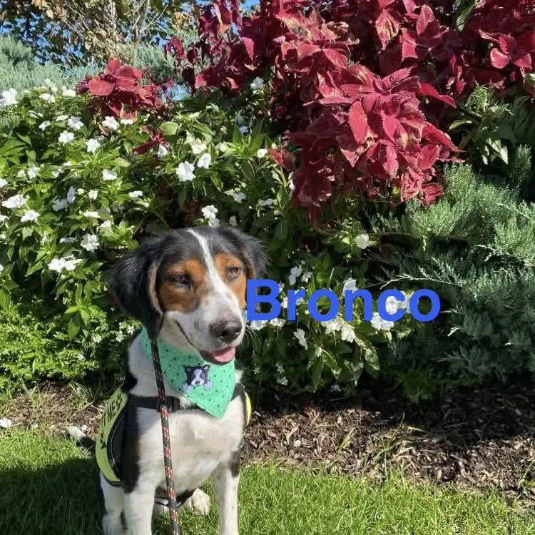 Bronco image 2