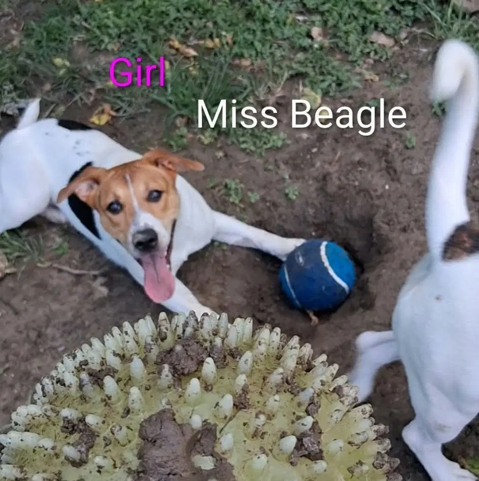 Sj Miss Beagle - Shepherd