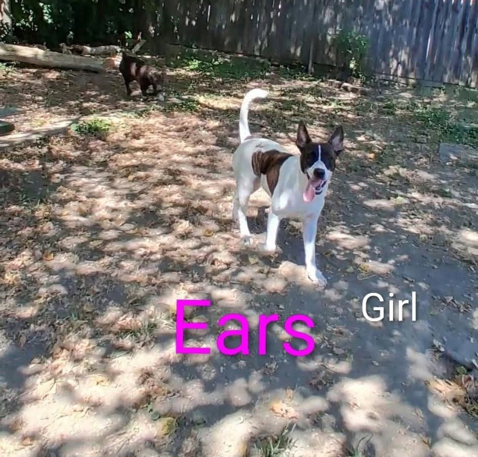 SJ Ears, photo 3