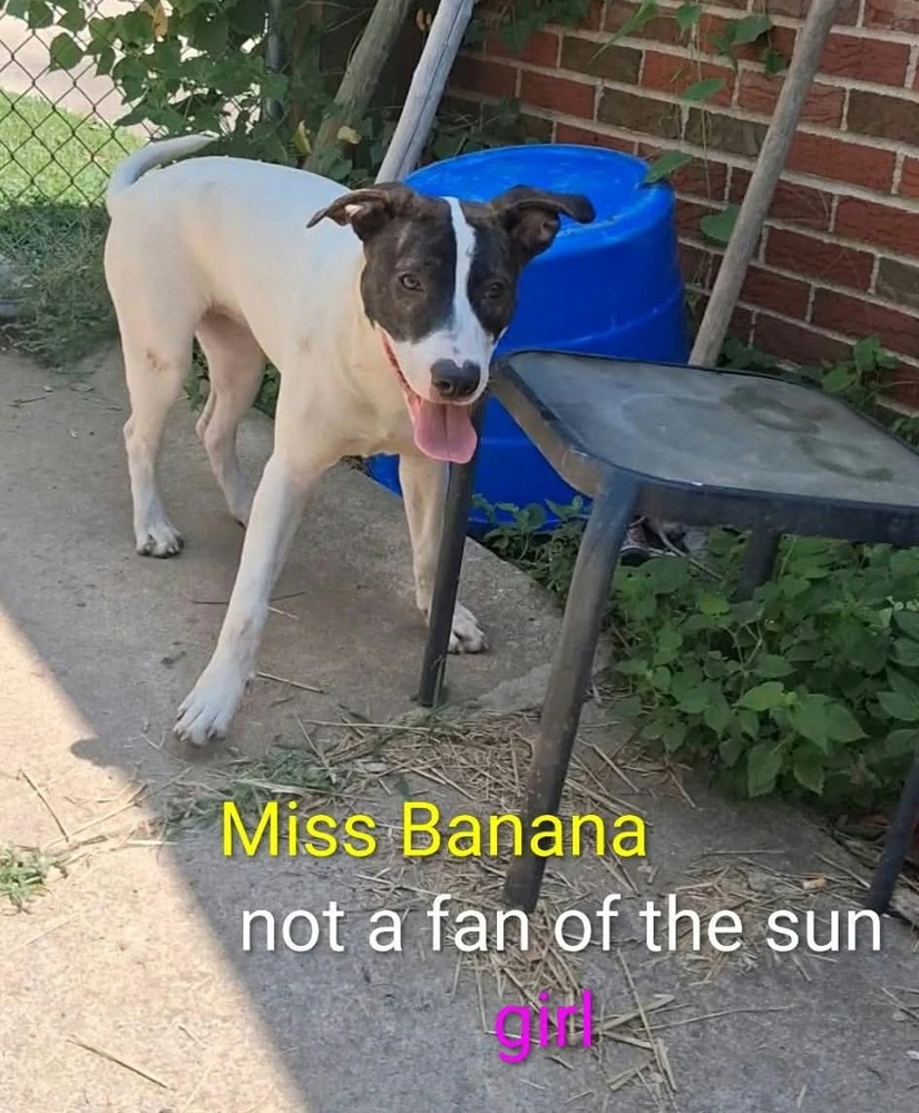 Sj Miss Banana