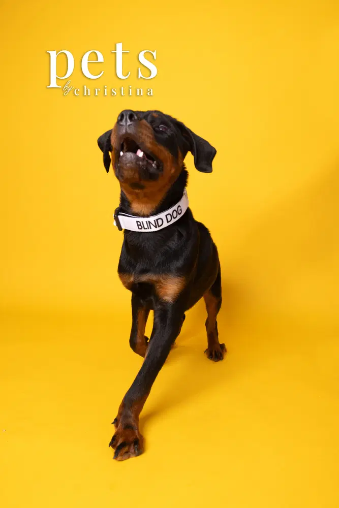 Chopper - Rottweiler