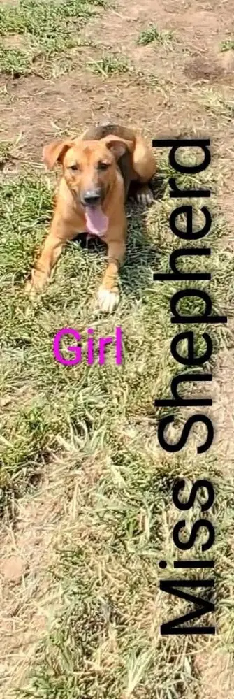 Sj Miss Shepherd - Shepherd