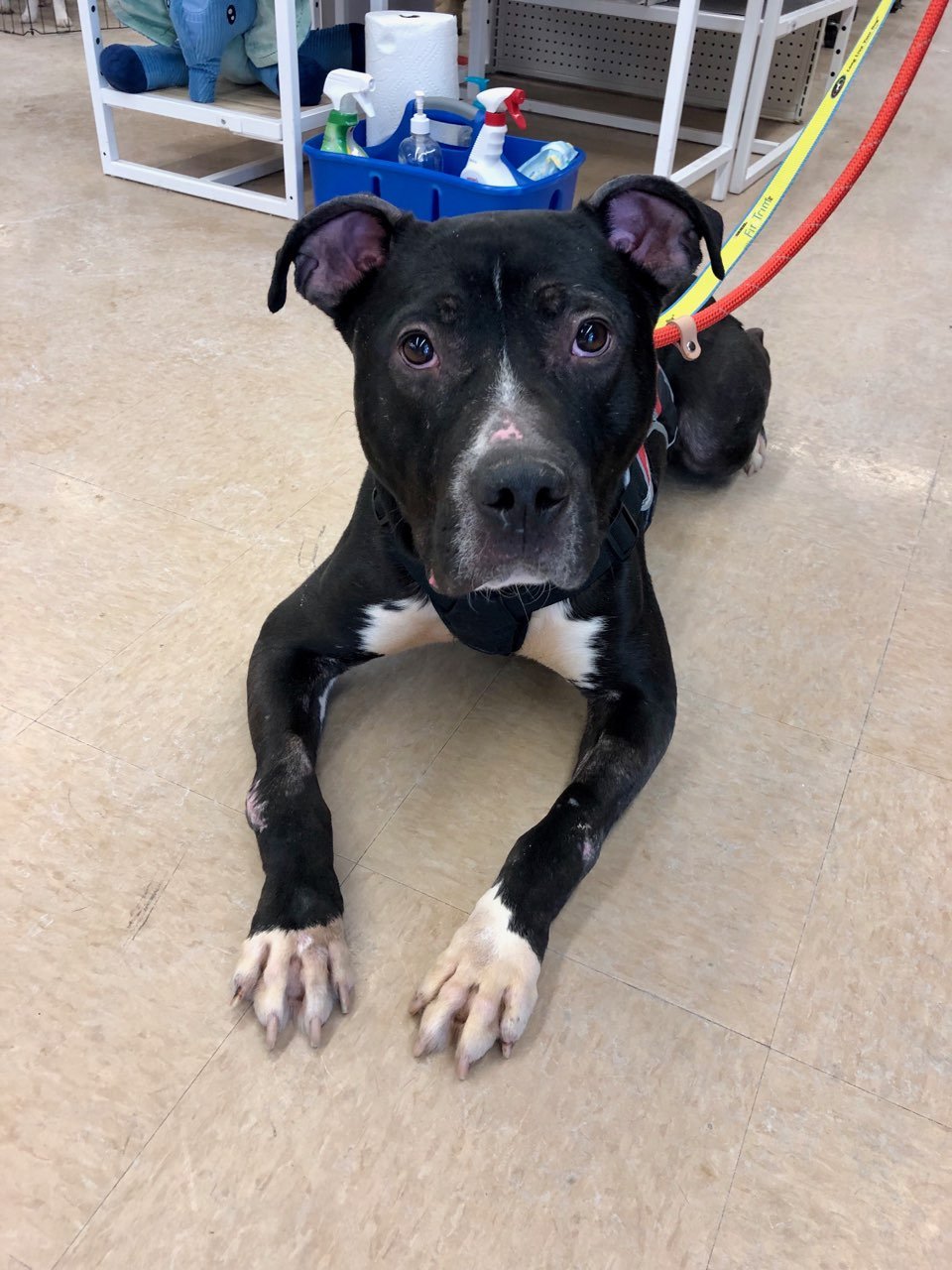 adoptable Dog in Hillside, IL named Creed