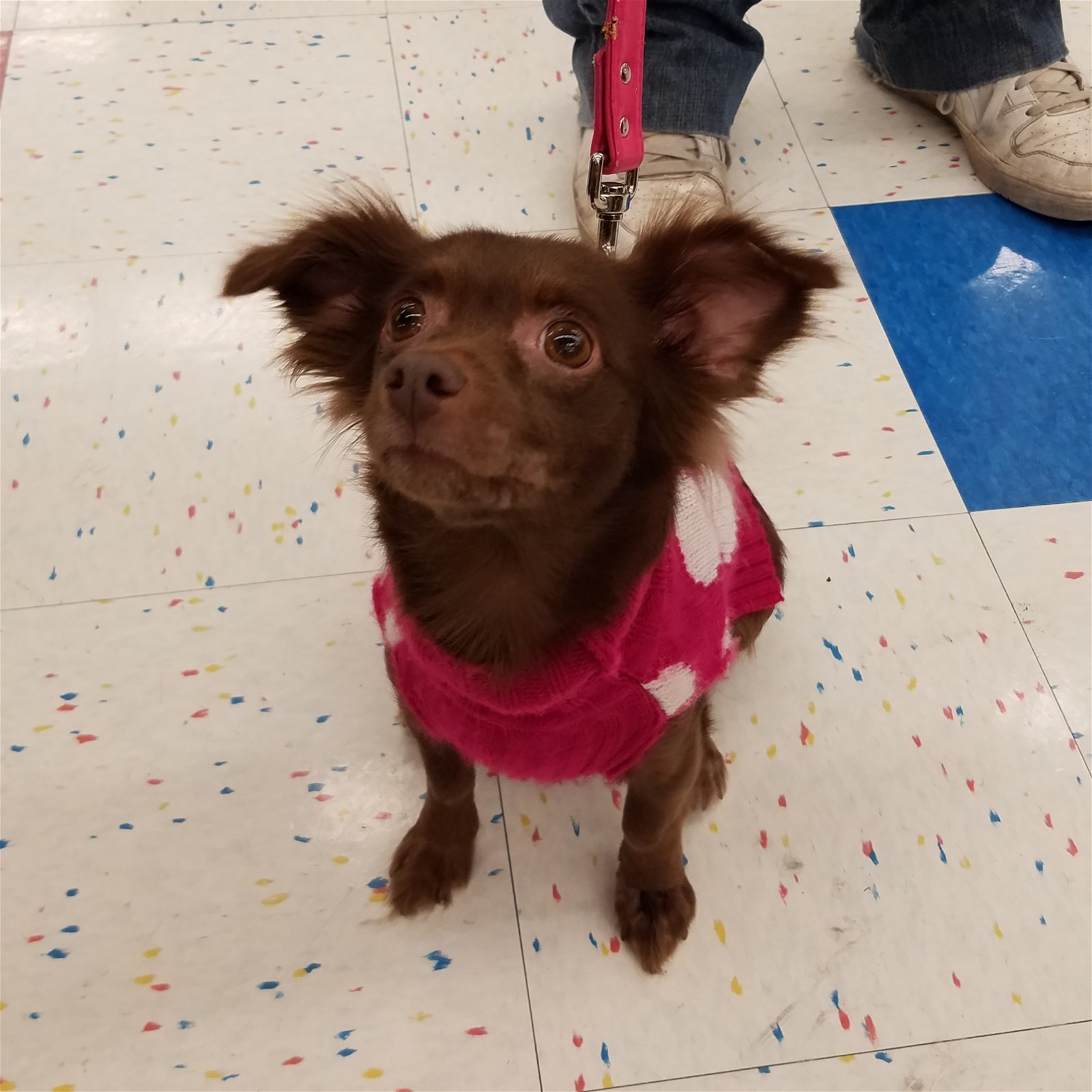 adoptable Dog in Hillside, IL named Sandy