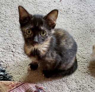 adoptable Cat in Hillside, IL named Persephone - 11 weeks
