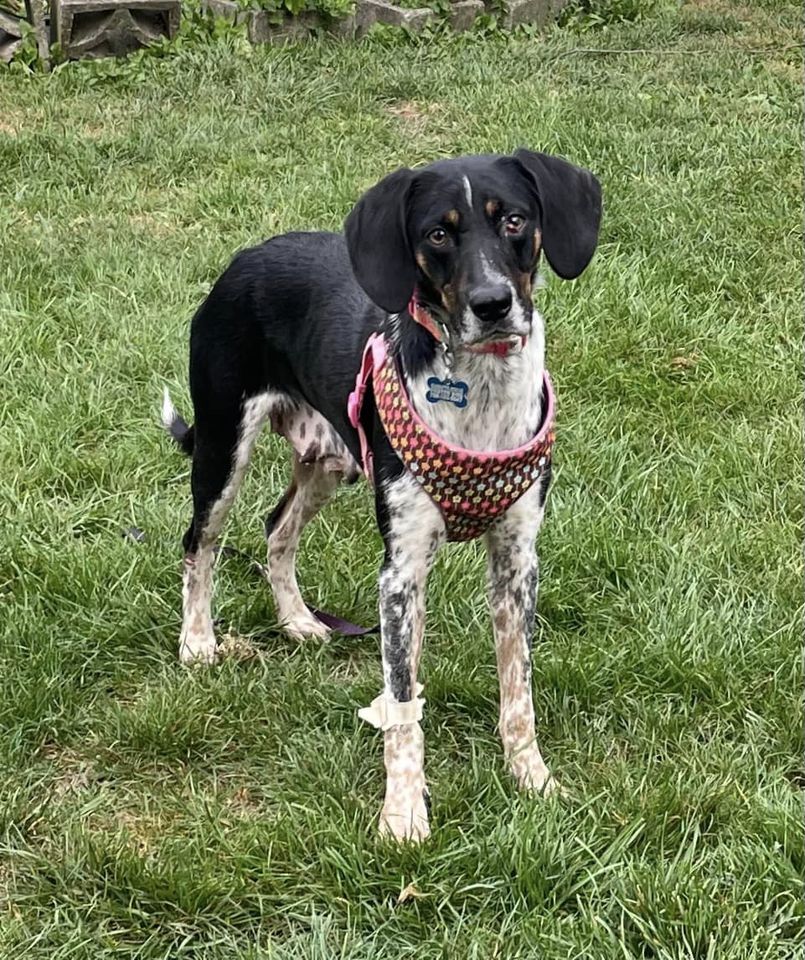 Dog for Adoption Cookies and Cream, a Bluetick Coonhound in Chicago