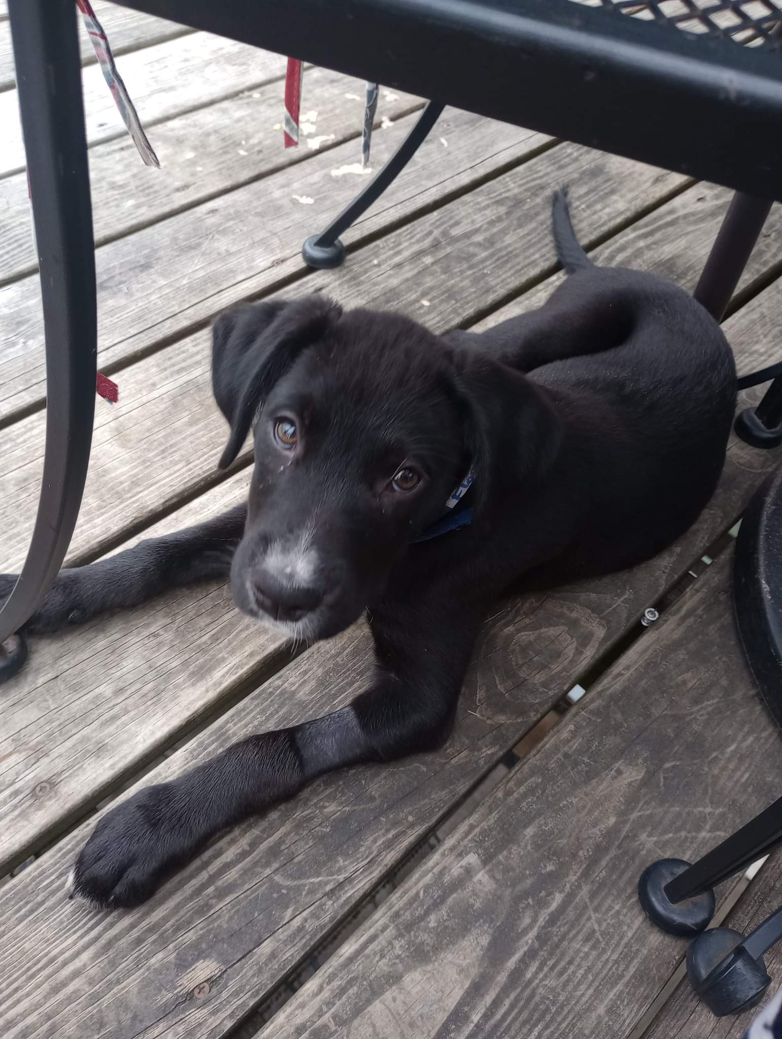 Dog for Adoption Flounder, a Labrador Retriever in Orland Park, IL