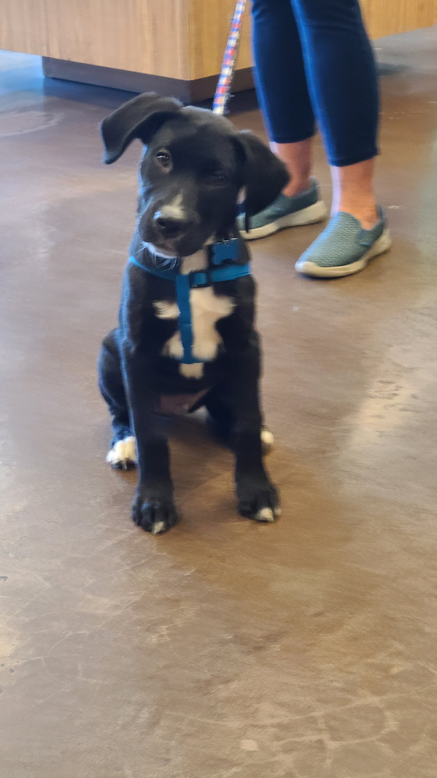 Dog for Adoption Flounder, a Labrador Retriever in Orland Park, IL