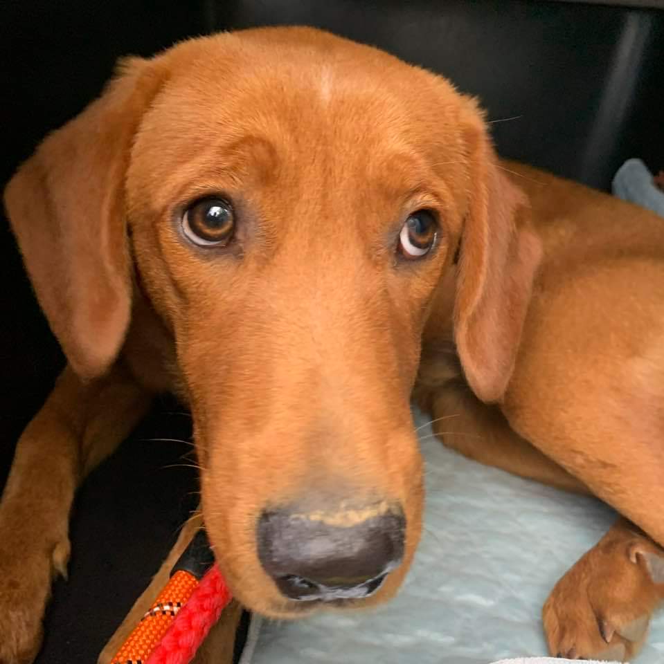 Dog for Adoption Comet, a Labrador Retriever in Hobart, IN Alpha Paw