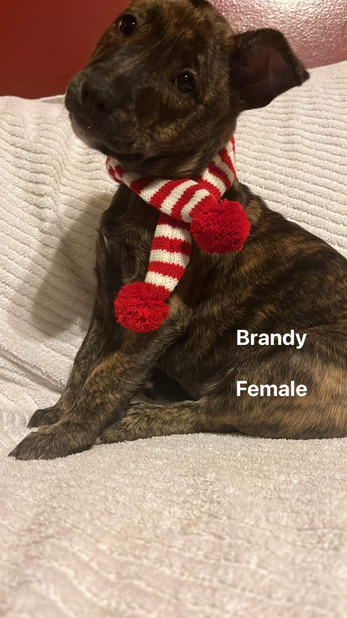 Dog for Adoption Brandy, a Mountain Cur in Lake County, IN Alpha Paw