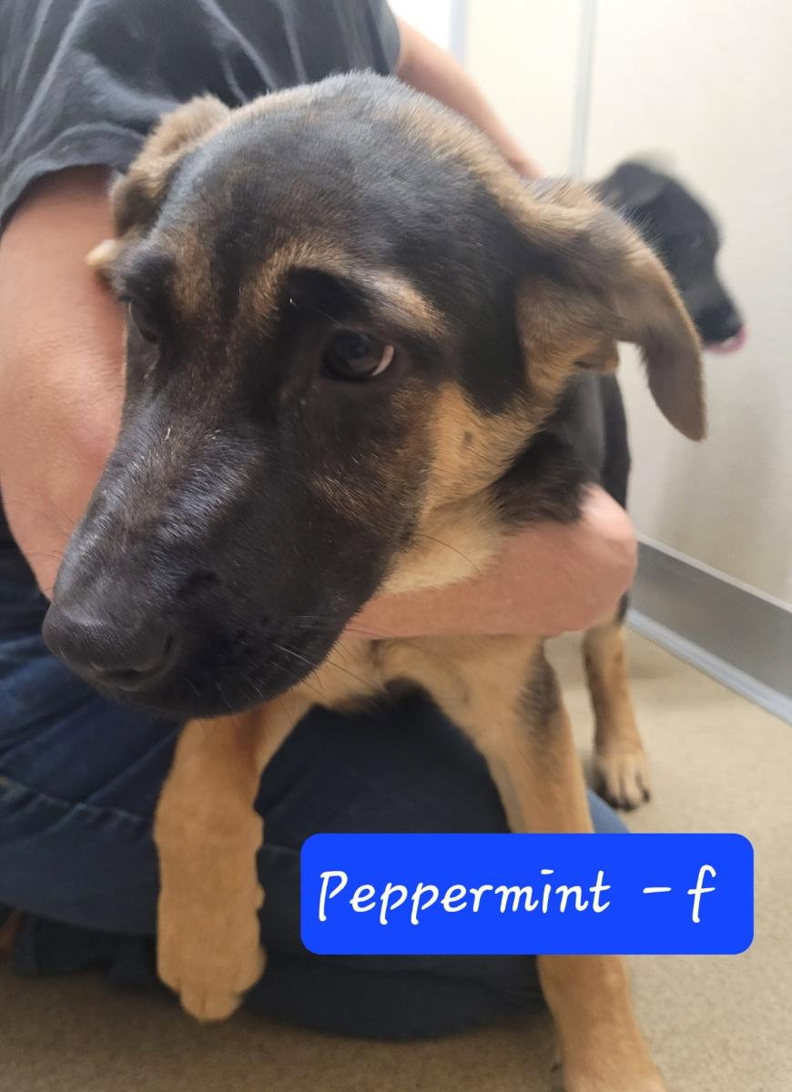 Dog for Adoption Peppermint, a German Shepherd Dog in Glenview, IL