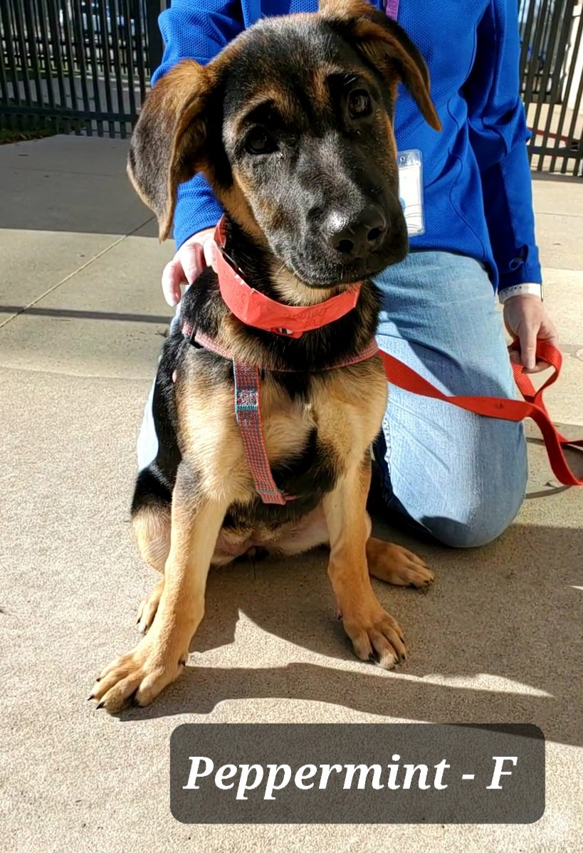 Dog for Adoption Peppermint, a German Shepherd Dog in Glenview, IL
