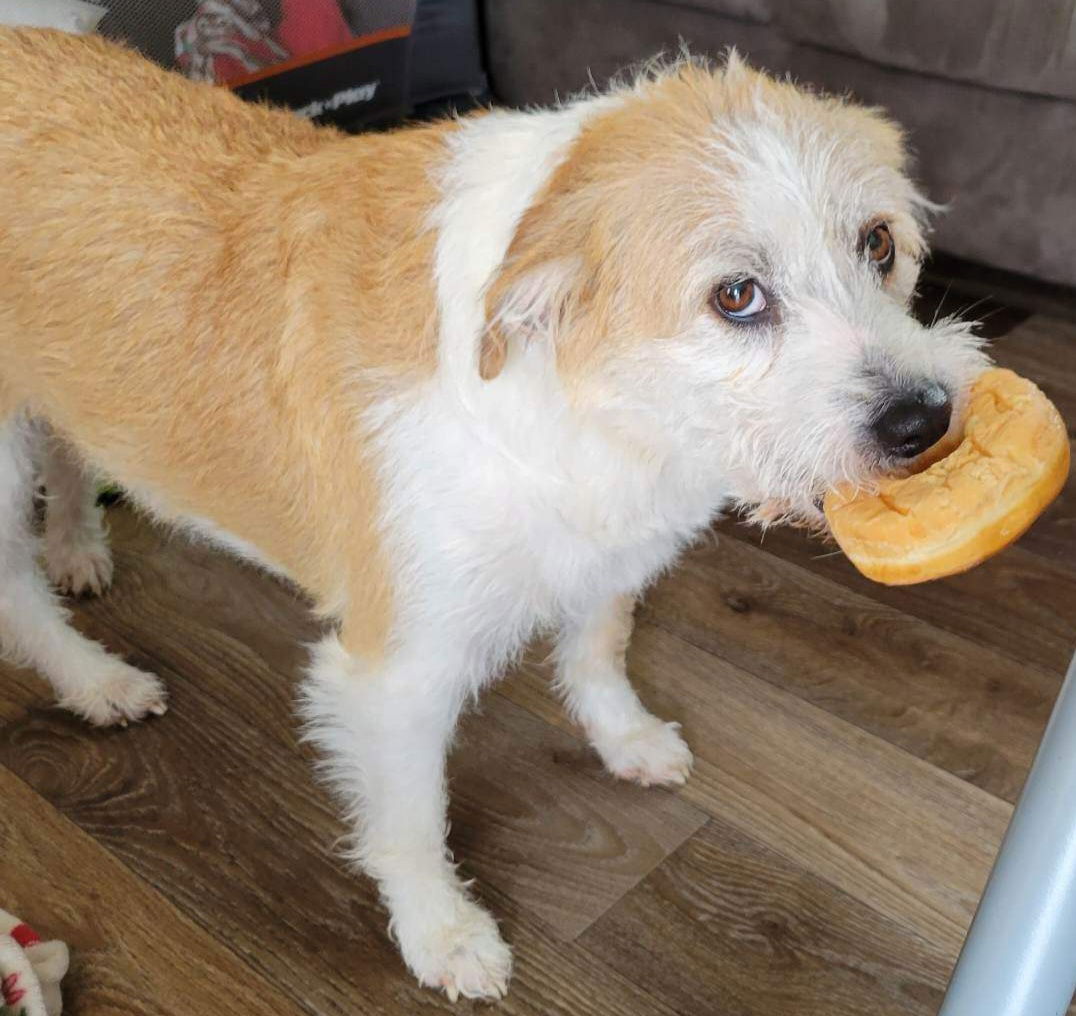 Dog For Adoption Willow A Terrier In Munster In Alpha Paw