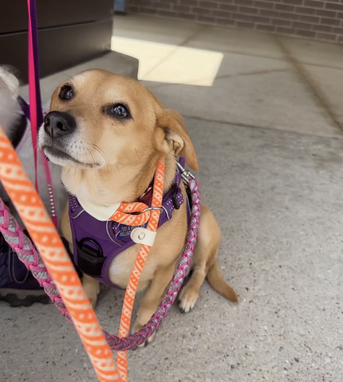 adoptable Dog in Hillside, IL named Candy 23