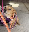 adoptable Dog in hillside, IL named Candy 23