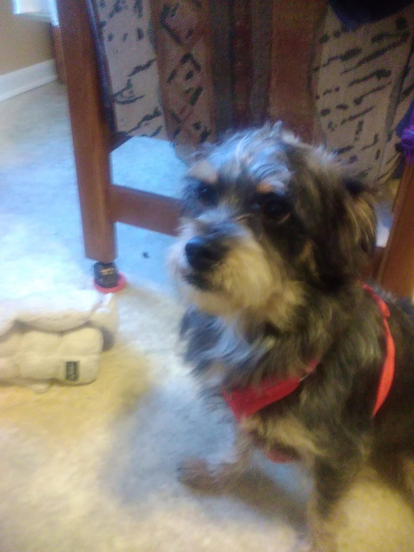 Dog for Adoption Blade, a Schnauzer in Dyer, IN Alpha Paw