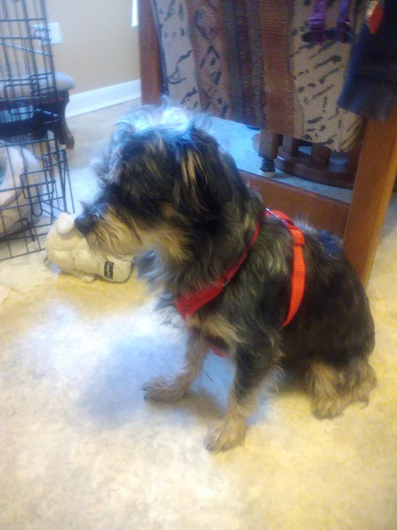Dog for Adoption Blade, a Schnauzer in Dyer, IN Alpha Paw