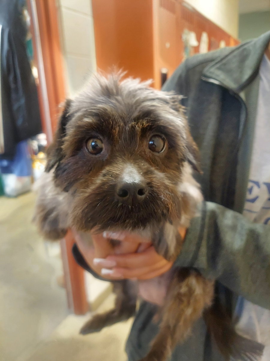 Dog for Adoption Stacy b, a Shih Tzu in Beecher, IL Alpha Paw