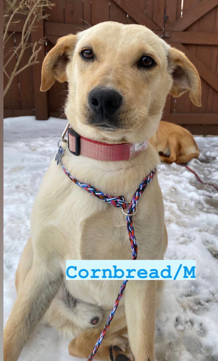 Dog for Adoption Cornbread 23, a Golden Retriever in Ingalls Park, IL