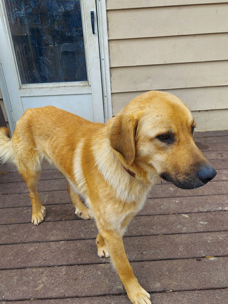 Dog for Adoption - Joker 23, a Golden Retriever in Lily Lake, IL ...