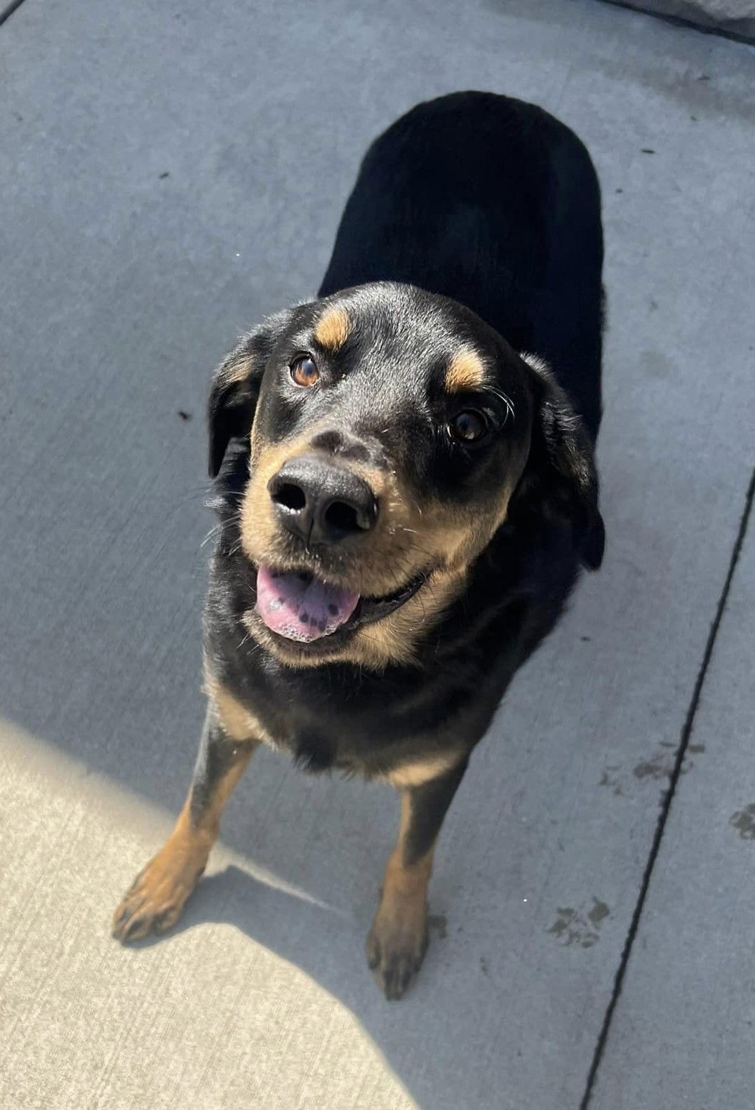 adoptable Dog in Hillside, IL named Ashton