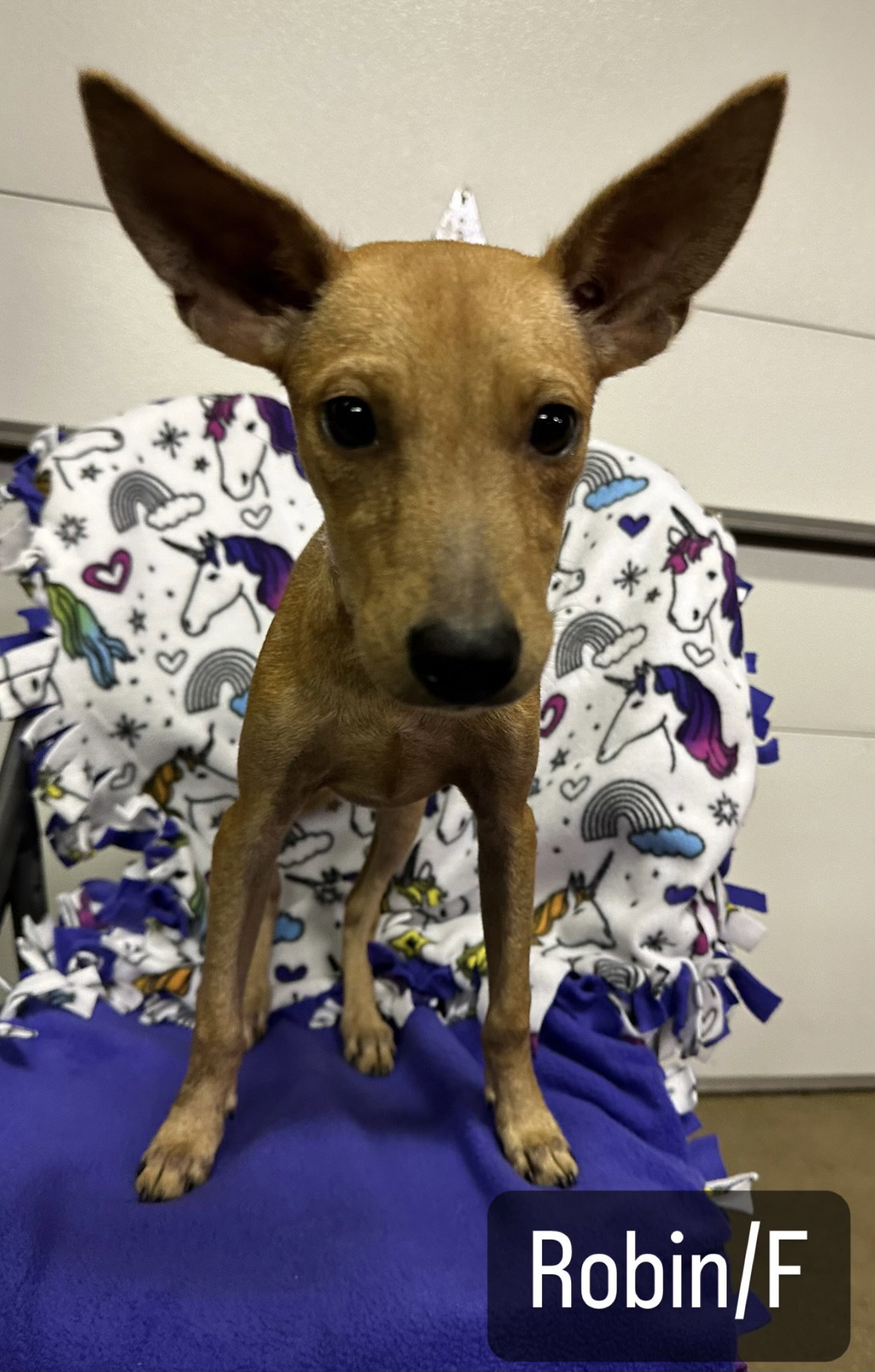 Dog for Adoption Robin, a in Tinley Park, IL Alpha Paw