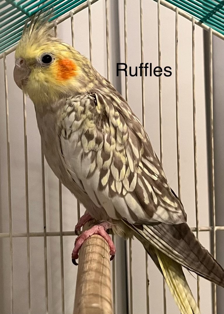 adoptable Bird in Hillside, IL named Ruffles (Cage 1)