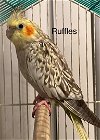 adoptable Bird in  named Ruffles (Cage 1)