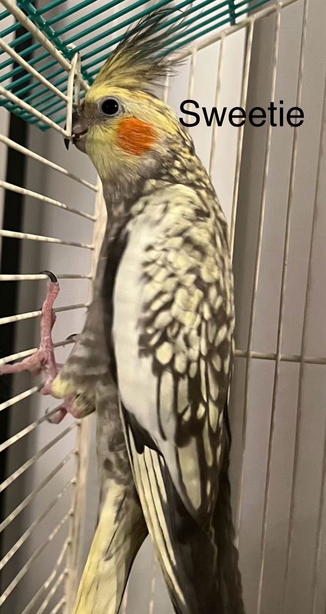 adoptable Bird in Hillside, IL named Sweetie (Bonded Pair with Ruffles)