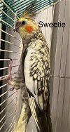adoptable Bird in  named Sweetie (Cage 3)