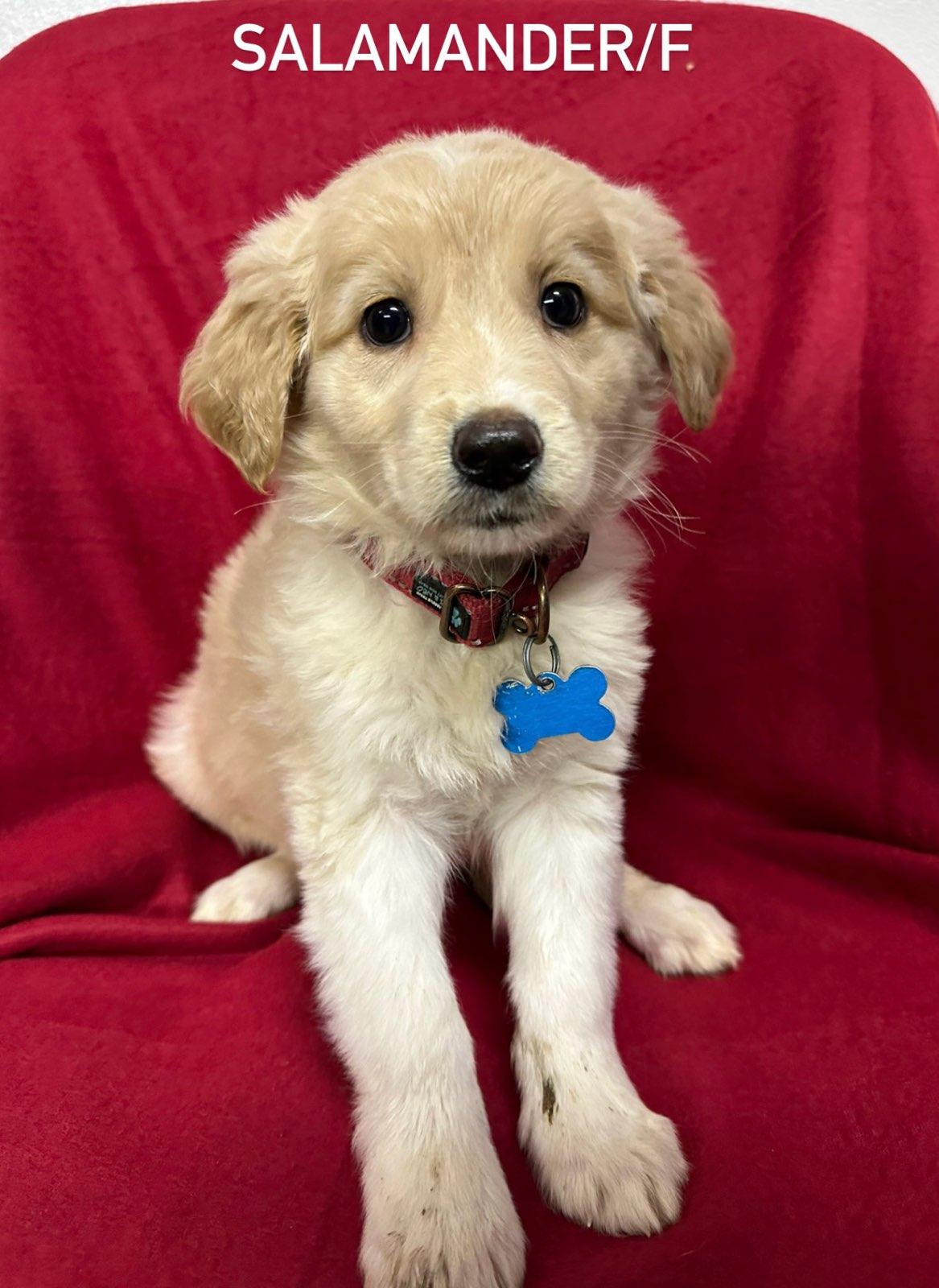 Dog for Adoption - Salamander, a Golden Retriever in Dupage County, IL