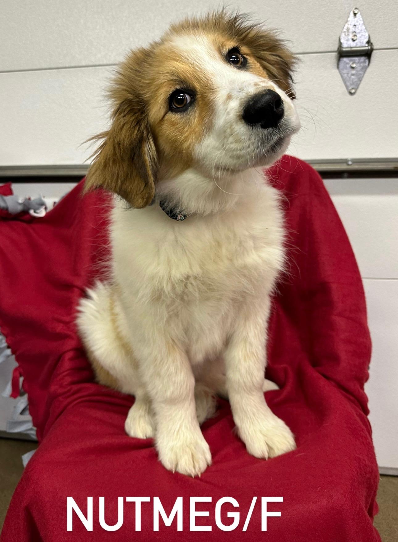 Dog for Adoption Nutmeg, a Collie in Des Plaines, IL Alpha Paw