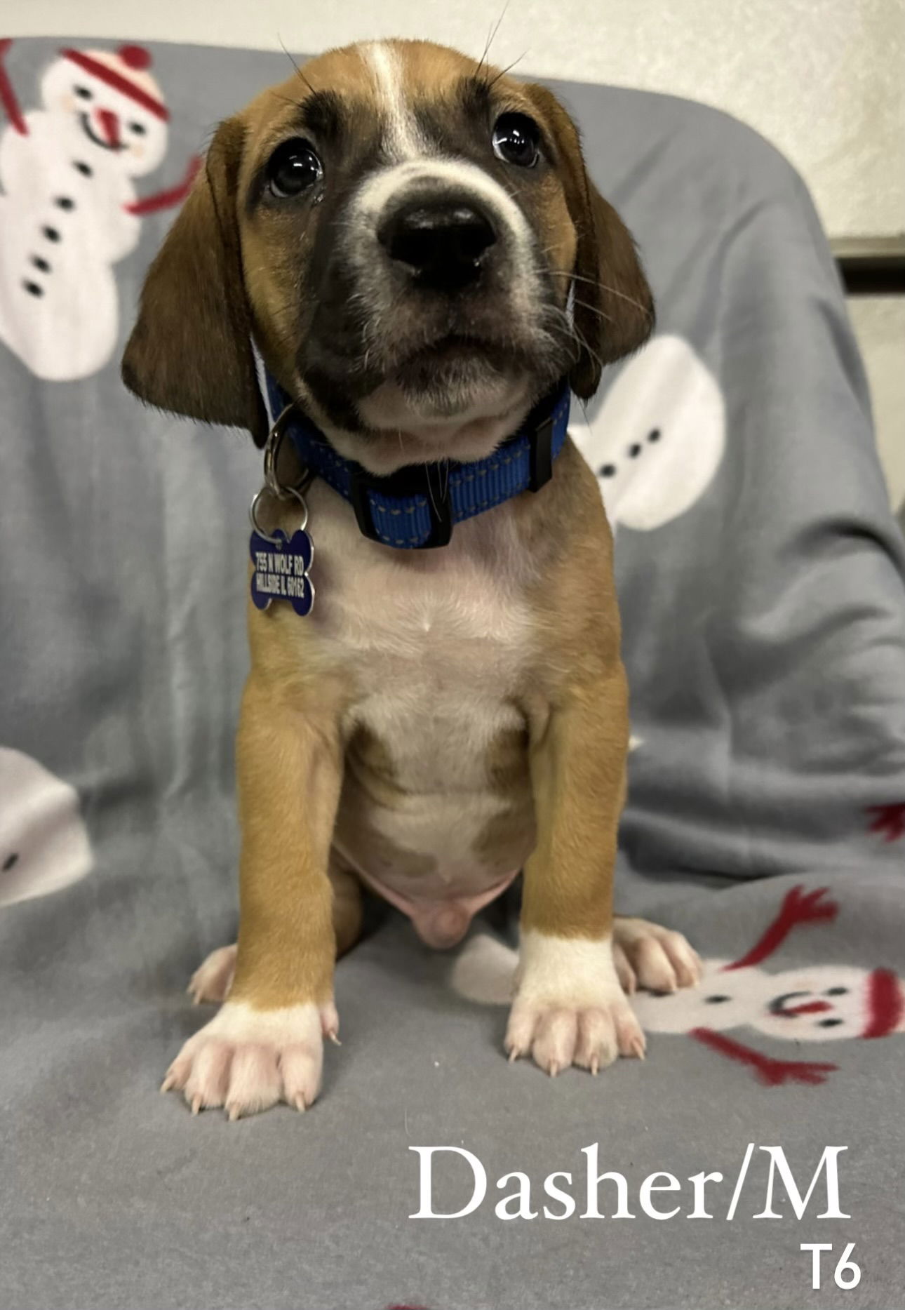 Dog for Adoption - Dasher (T6), a Hound in Beecher, IL | Alpha Paw