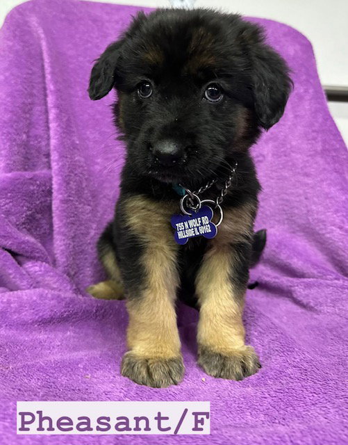 Dog for Adoption Pheasant, a Shepherd in Preston Heights, IL Alpha Paw