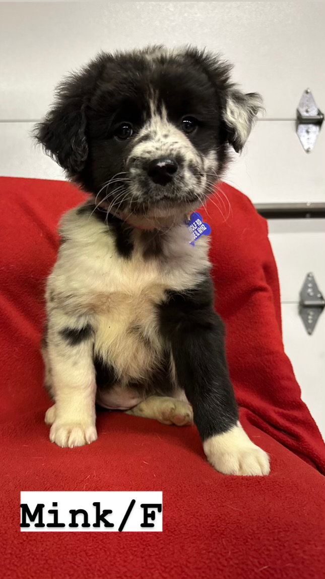 Dog for Adoption - Mink, a Shepherd in Fox Lake, IL | Alpha Paw