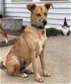 adoptable Dog in , IL named Maggie Mae
