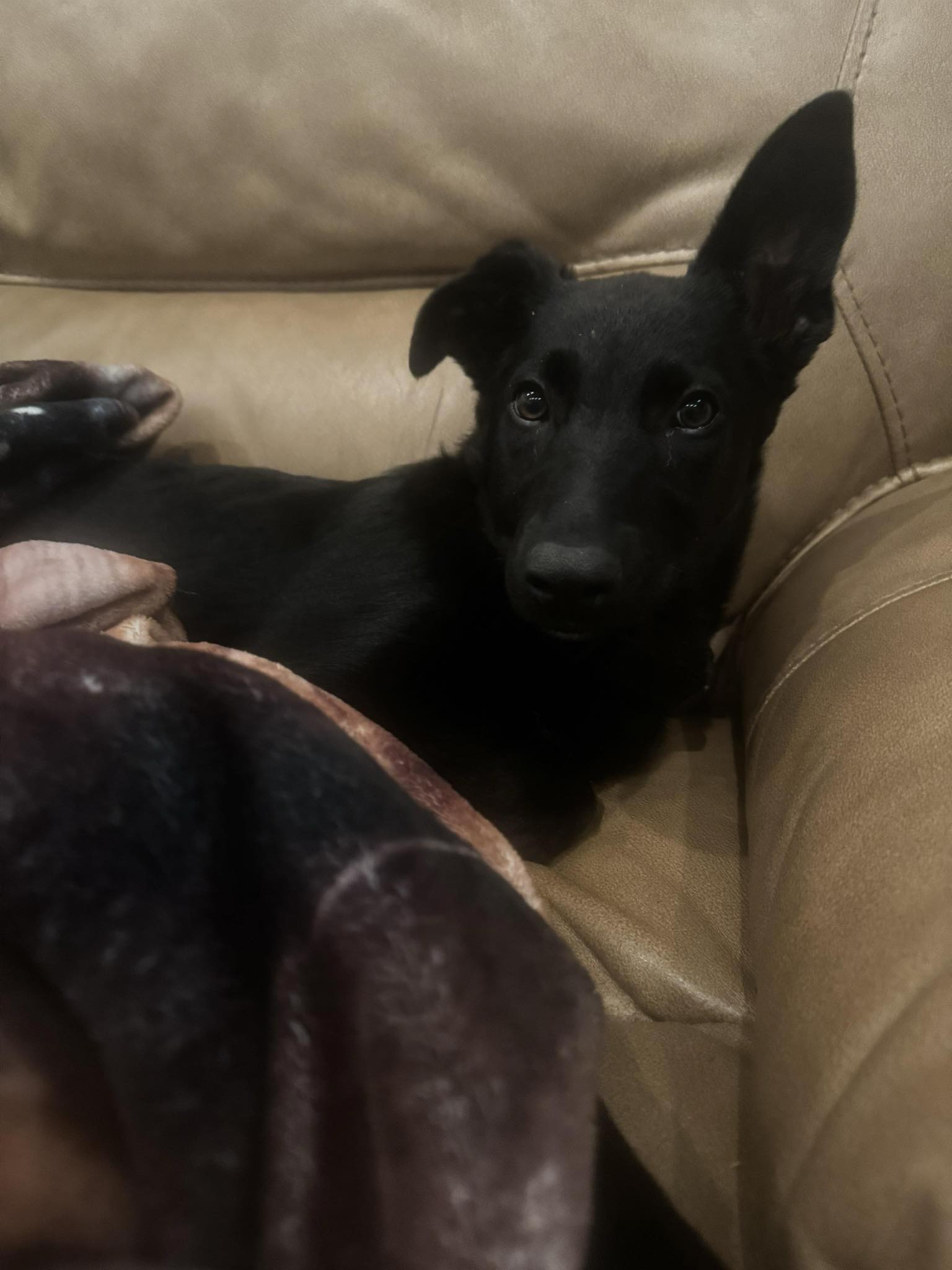 Pango