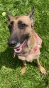 adoptable Dog in , IL named Kaia